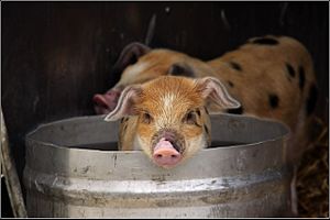 Pig in a bucket
