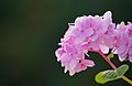 lyserøde hortensia blomster