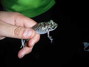 Pinos Robber Frog imported from iNaturalist photo 31288943 on 20 April 2022.jpg