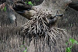 Pneumatophore overkill - grey mangrove