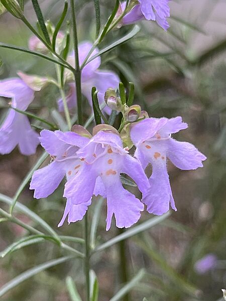 Prostanthera sericea