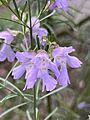 Prostanthera sericea
