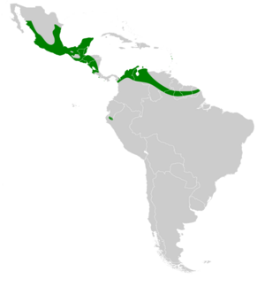 Pteronotus davyi map.svg