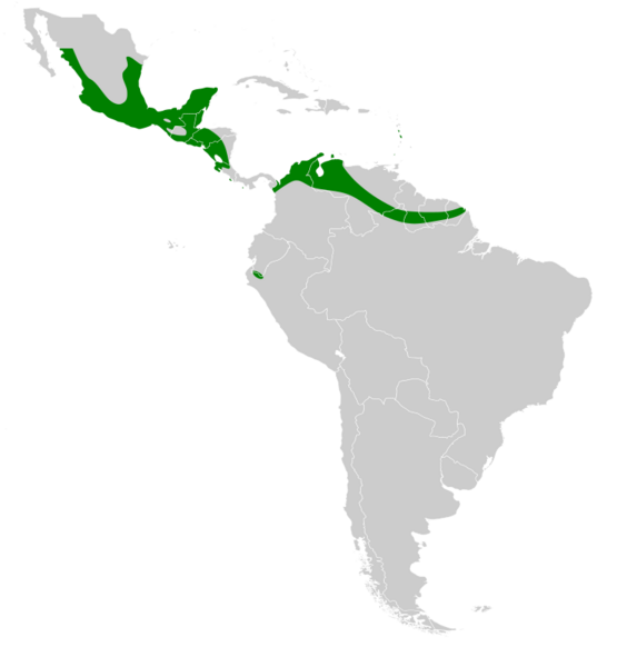 Pteronotus davyi map