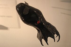 Pu - Vampyroteuthis infernalis - 2