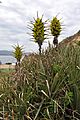 Puya chilensis 01