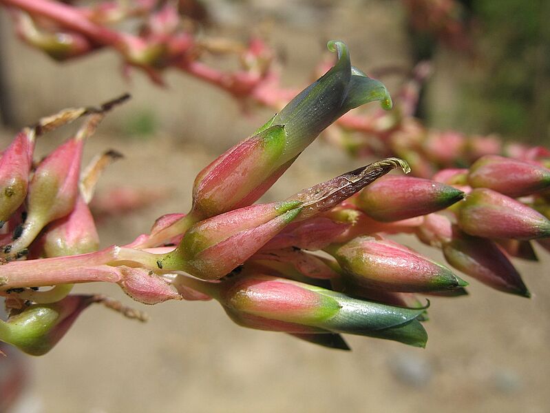 Puya micrantha (JP-NS) 5882