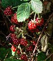 RanchoSecoBlackberries2010