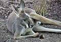 RedKangaroo1