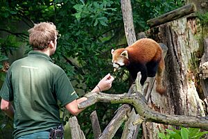 Red panda at Chester Zoo 2