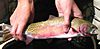 Photo of hands holding cutthroat trout