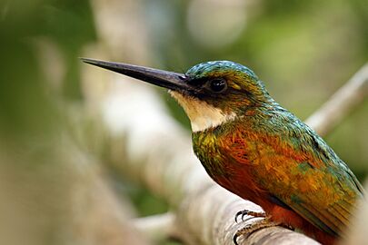 Rufous-tailed jacamar (Galbula ruficauda ruficauda) male