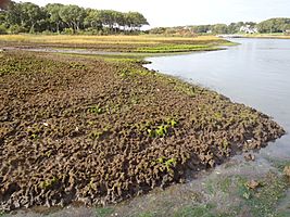 Salt marsh die-off in saquatucket