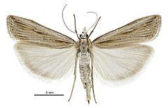 Scoparia s.l. panopla female.jpg