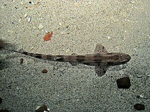 Scyliorhinus canicula (Small-spotted catshark or dogfish), Ecomare, Texel, the Netherlands