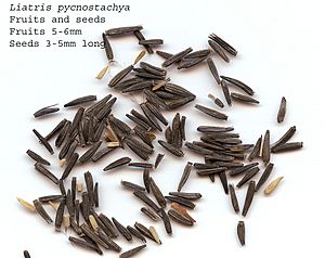 SeedsLiatrispycnostachya