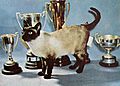 Siamese cat 1960