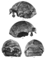 Sinanthropus Skull XII
