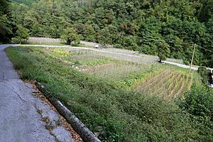 Sorana, coltivazione del fagiolo di sorana 01