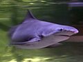 Speartooth shark melbourne
