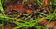 Sphagnum Frog - Philoria sphagnicolus.jpg