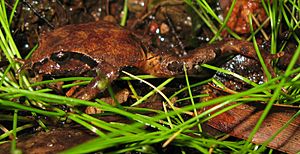 Sphagnum Frog - Philoria sphagnicolus.jpg