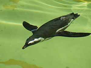 Spheniscus magellanicus -Berlin Zoo, Germany -swimming-8a