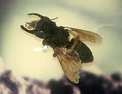 Stavenn Megachile pluto