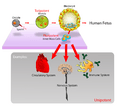 Stem cells diagram