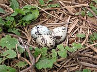 Sterna hirundo -nest with three eggs-8