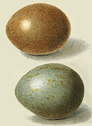 Sypheotides indicus - eggs- Finn