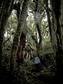 Te Pureora forest 3