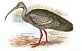 ThaumantibisGiganteaGronvold