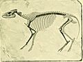 The Horse - its treatment in health and disease, with a complete guide to breeding, training and management (1905) (14591795580)