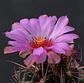 Thelocactus bicolor v. tanquecillos (14686836828)