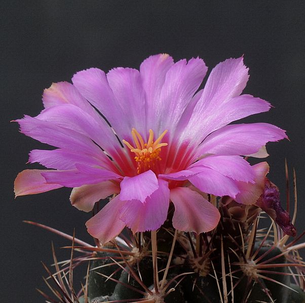 Thelocactus bicolor v. tanquecillos (14686836828)