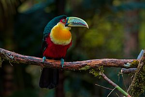 Green-billed toucan Facts for Kids