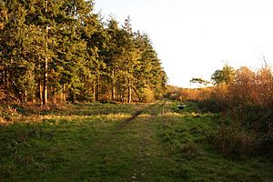Tunman Wood - geograph.org.uk - 78013.jpg