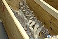 U.S. Immigration and Customs Enforcement (ICE) officials return a Tarbosaurus bataar skeleton to the government of Mongolia during a repatriation ceremony May 6, 2013, at a Manhattan hotel in New York 130506-H-ZZ999-001