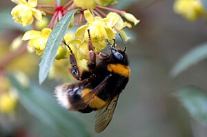 Untipografico - JardÃ­n BotÃ¡nico de Madrid (Bombus) (by)