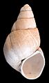 Viviparus glacialis - Rosmalen - Late Tiglian
