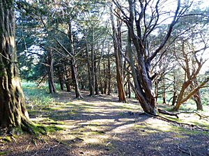 West Harting Down SSSI (3)
