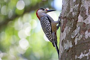 West Indian woodpecker (Melanerpes superciliaris superciliaris) male.JPG