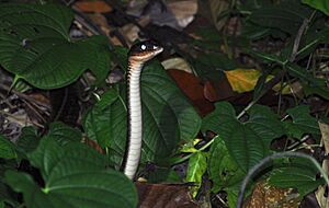 White-bellied Rat Snake (Ptyas fusca), Singapore - 20140914.jpg