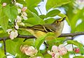 White-eyed vireo in CP (31940)
