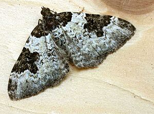 Xanthorhoe fluctuata01
