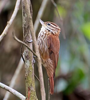 Xenops rutilans -Piraju, Sao Paulo, Brazil-8.jpg