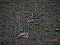 Yellow Wattled Lapwing.