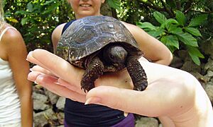 Young dipsochelys hololissa
