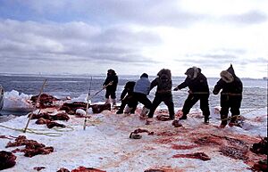 21 Walrus Hunt 1999